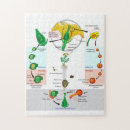 Search for plants puzzles Life
