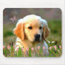 Search for golden lab electronics Cute