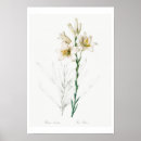 Search for redouté posters Vintage