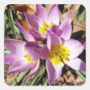 Search for crocus stickers Nature