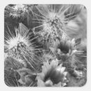 Search for desert flower stickers Cactus