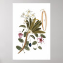 Search for vanilla posters Flower