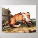 Search for zoology posters Mammal