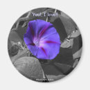 Search for morning glory magnets Glories