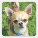 Search for chihuahua dog stickers Puppies