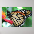 Search for species posters Fly