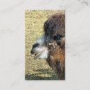 Search for camel business cards Wild