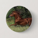 Search for stallions badges Arab stallion