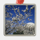 Search for branches christmas tree decorations Bloom