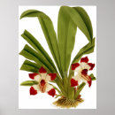 Search for orchids online art Vintage