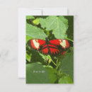 Search for white butterfly note cards Garden