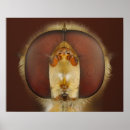 Search for hover posters Animal