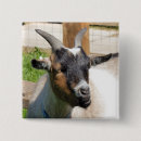 Search for goats badges Nature