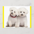 Search for bichon dog cards Puppy