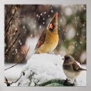 Search for cardinals in winter posters Animal