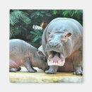 Search for hippos magnets Wild animals