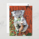 Search for koala postcards Animals