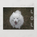Search for lol postcards Dog