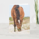 Search for mustang wild horses postcards Outer banks