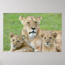 Search for lioness posters Cute