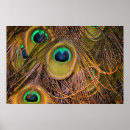 Search for peacock art Iridescent