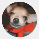 Search for funny chihuahua stickers Adorable