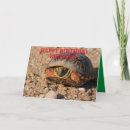 Search for turtle shell cards Nature