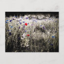 Search for isolate postcards Flower