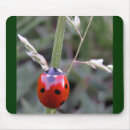 Search for lady bug electronics White