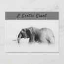 Search for giants postcards Wildlife
