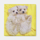 Search for dog breed magnets Cute