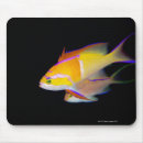 Search for fish viewing electronics Underwater