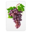 Search for grapes magnets Bunch
