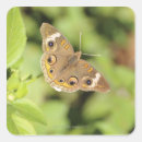 Search for buckeye stickers Nature