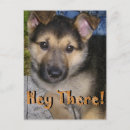 Search for herd dog postcards Dogs