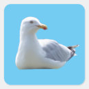 Search for gull stickers Wildlife
