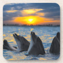Search for bottled coasters Cute