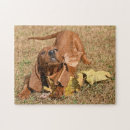 Search for coonhound puzzles Puppy