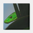 Search for mamba Reptile