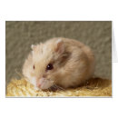 Search for hamster lover postcards Hammy