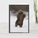 Search for grizzly photography Wildlife