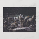 Search for wolf pack postcards Wildlife