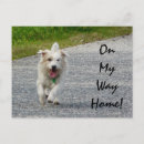 Search for doggy postcards Doggie