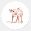 Search for baby piglet stickers Animals