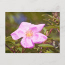 Search for rose leaves postcards Pink