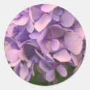 Search for round hydrangea stickers Summer