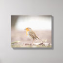 Search for robin bird canvas prints Songbird