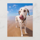 Search for beach dog postcards Sea