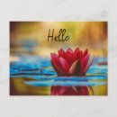 Search for flower bloom postcards Photography