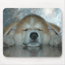Search for akitas electronics Puppy